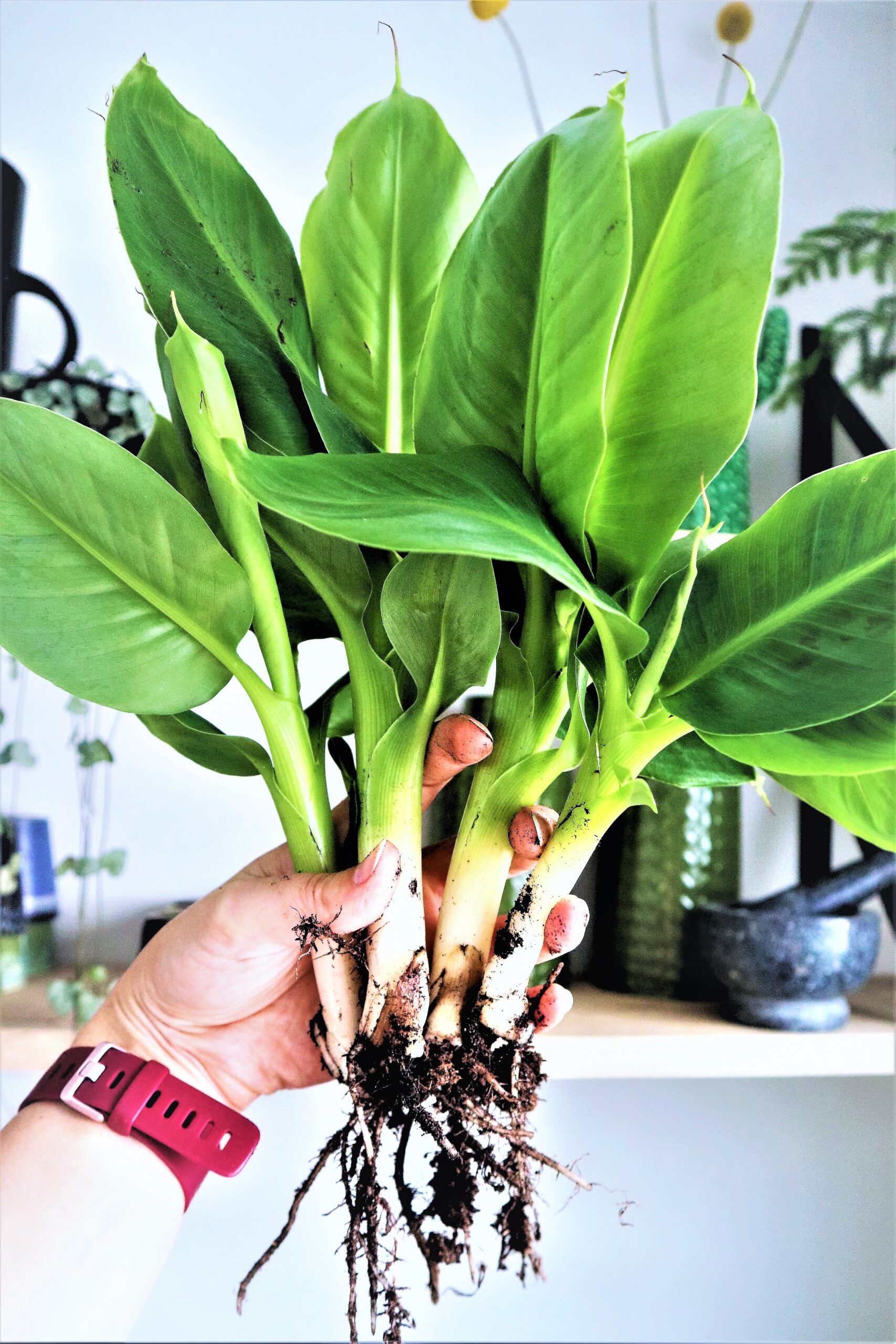 Bananenplant stekken en verzorgen